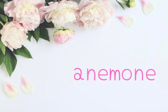 anemone(アネモネ)