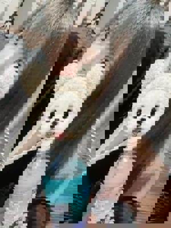 ミセスロマン|おとは